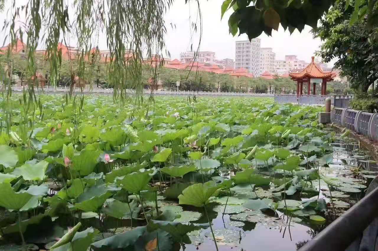 长安厦岗小产权房新楼盘《南湖一号》宅基地合法报建手续，大阳台大飘窗